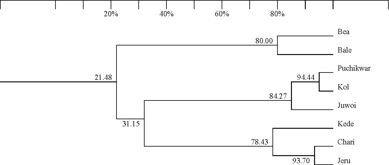 Tree-diagram 4b: Classification using minimal values method, showing percentage relationships from 20% to 80%