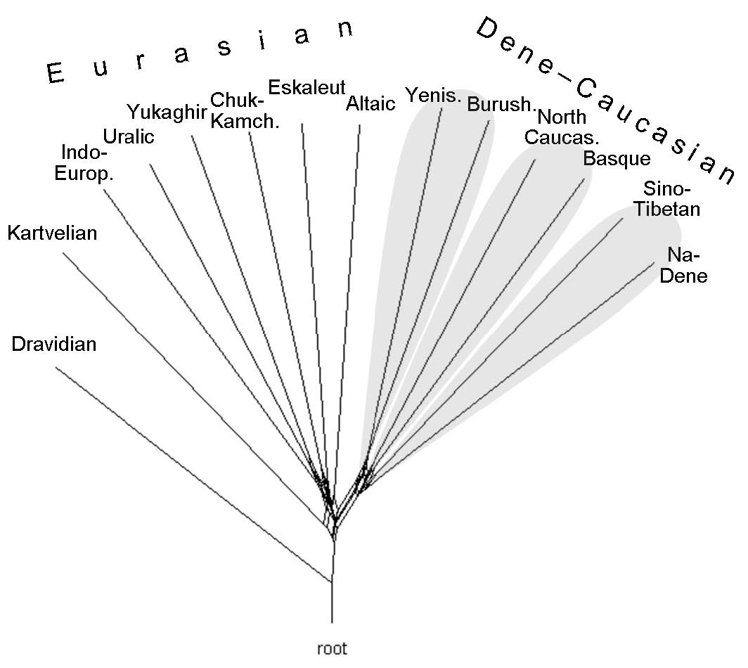 Network of families and isolated languages, rooted by Dravidian